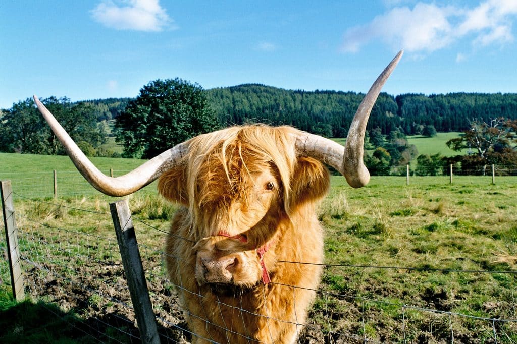 Highland cow, on a farm near Callander , Stirlingshire, New - Highland cow gifts