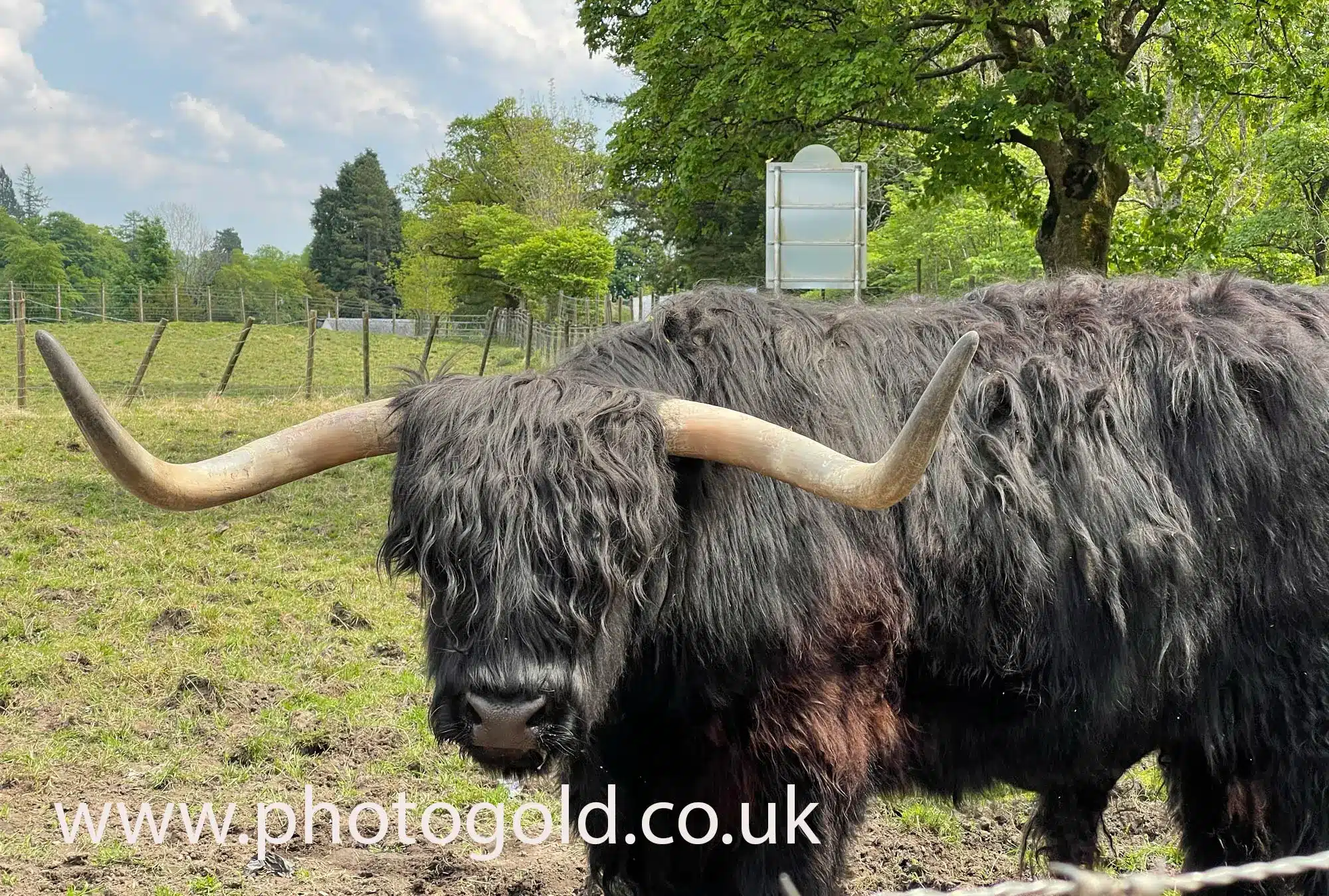 cow 522 , The Highland cow is an iconic symbol of the Highlands . On this tour we stop to photograph some Highland cows. Highland cow canvas prints can be bought online .