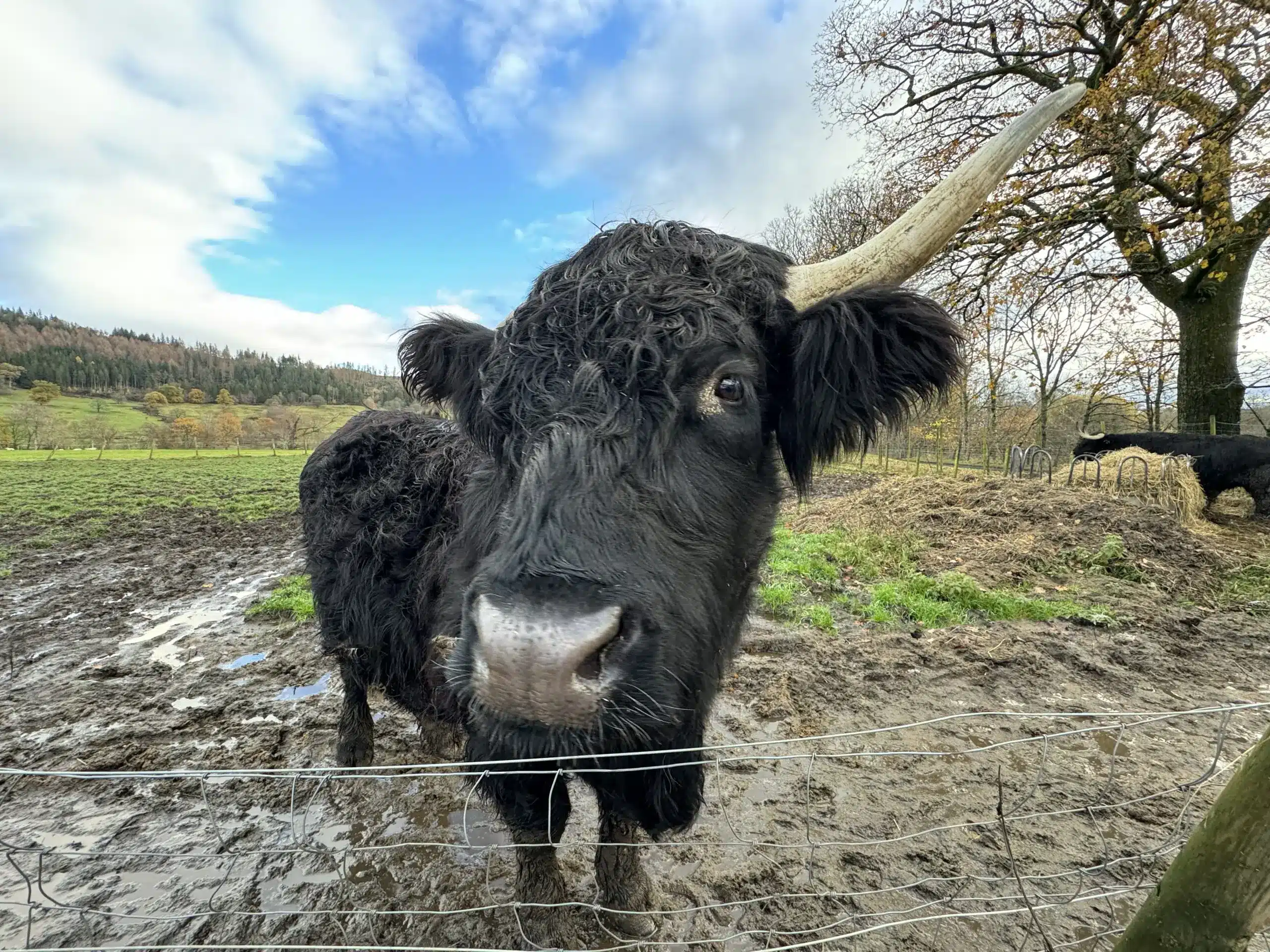 cow 4994 , The Highland cow is an iconic symbol of the Highlands . On this tour we stop to photograph some Highland cows. Highland cow canvas prints can be bought online .