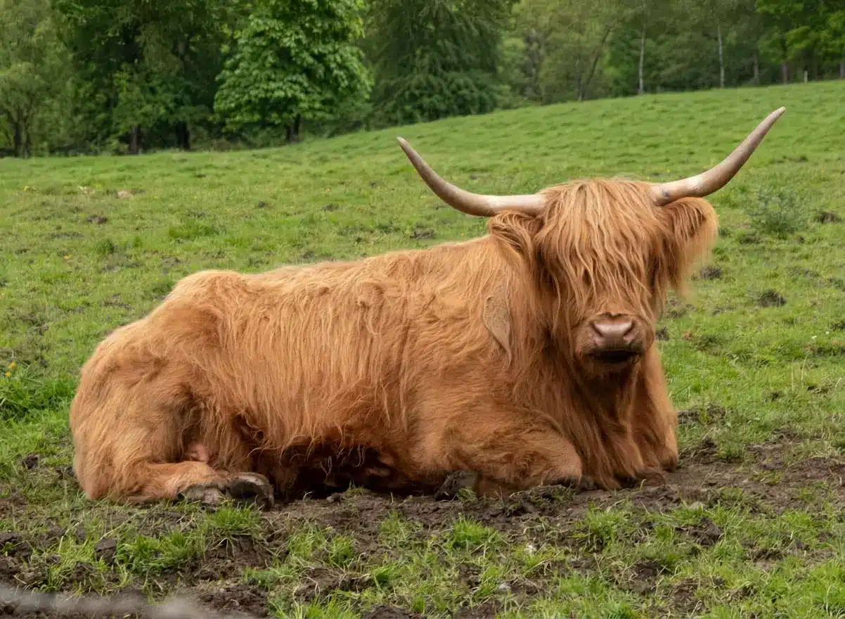 Highland cow tours Scotland Highland cow 2780, what's not to love about a visit to three Unique #Highlandcows ? Feed Hamish , Honey and Holly - they love a juicy carrot ! Luckily the shop has plenty in stock, Explore one of Scotland’s most majestic castles on our private tour , Authentic whisky tasting at a working distillery, Ideal for first-time visitors wanting a full Scottish experience in a day